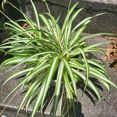 オリヅルラン　観葉植物　陶器鉢付き