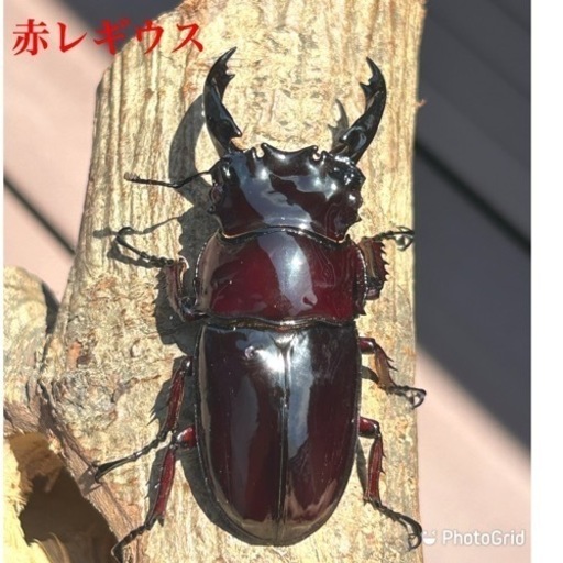 赤レギウスオオツヤクワガタ　雄
