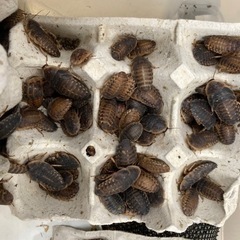 デュビアコロニー