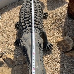 ワニ フィギュア ロックガーデン
   