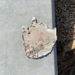 ワニ フィギュア ロックガーデン
   