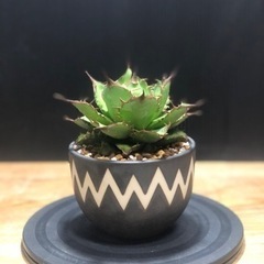 アガベ　台湾株　魚刺　fish spine  バリエム　鉢　付き