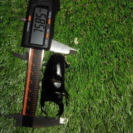 （交渉完了）値下げ　能勢SR  新成虫ペア　75mmから78mm 同腹86mm