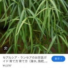 誰か教えて頂きたく思います。（植物探してます。）