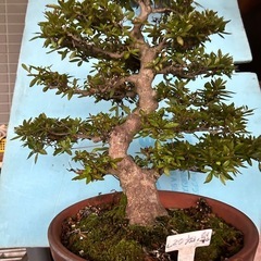 皐月盆栽旭の泉