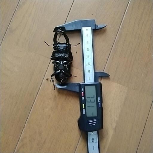 オオクワガタ　オスメスペア