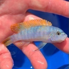 フロントーサ ワイルドモバ15センチ 写真個体販売 熱帯魚