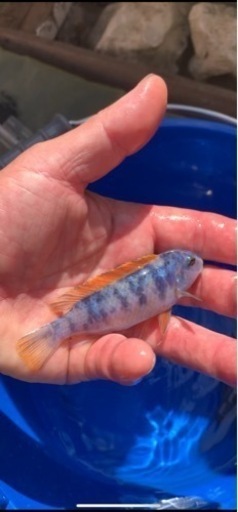 熱帯魚　アフリカンシクリッド  Labeotropheus trewavasae Lions Cove O.B  WILD. F1.  9-10㎝　写真個体販売　　セレクト品\n