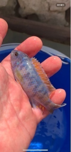 熱帯魚　アフリカンシクリッド  Labeotropheus trewavasae Lions Cove O.B WILD. F1.　9-10㎝　写真個体販売  セレクト品\n