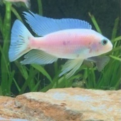 アフリカンシクリッド アウロノカラスデベニーウジスヤ #6 WILD F1 、7