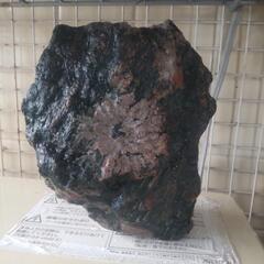 日本の自然の美！菊花石