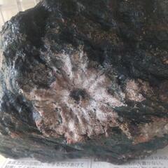 日本の自然の美！菊花石