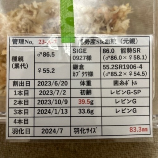 オオクワガタ　新成虫　オス83mm 　メス53mm