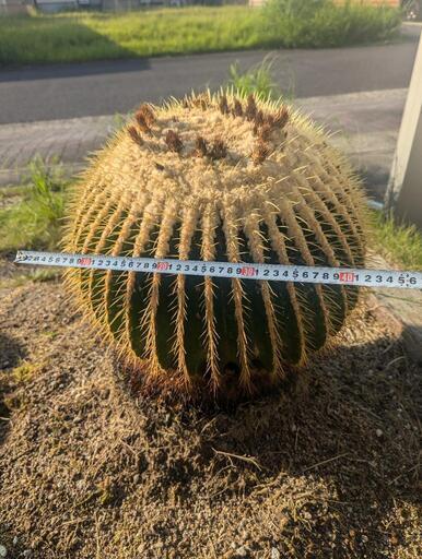 西濃運輸で発送も可  特大サボテン 金鯱