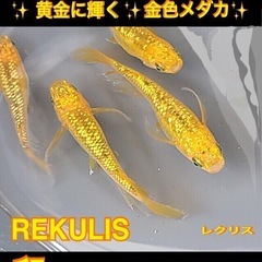 REKULIS No20💝卵.計５０個以上レクリス=有精卵9月1...