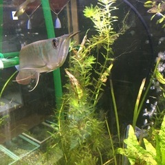 取引中！水槽関連　シルバーアロワナ25cmサイズ