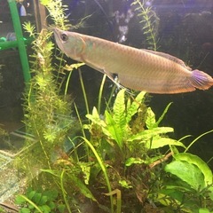 取引中！水槽関連　シルバーアロワナ25cmサイズ