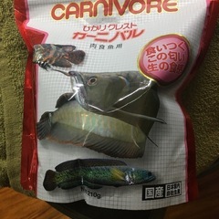 取引中！水槽関連　シルバーアロワナ25cmサイズ