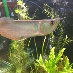 取引中！水槽関連　シルバーアロワナ25cmサイズ