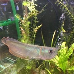 取引中！水槽関連　シルバーアロワナ25cmサイズ