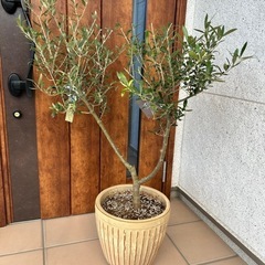 希少　創樹オリーブ　オリーミー