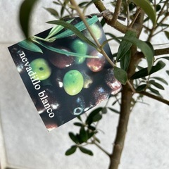 希少　創樹オリーブ　オリーミー