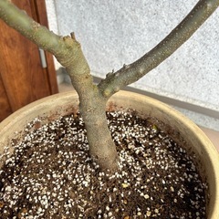 希少　創樹オリーブ　オリーミー