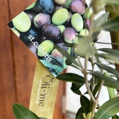 希少　創樹オリーブ　オリーミー