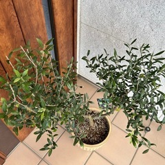 希少　創樹オリーブ　オリーミー