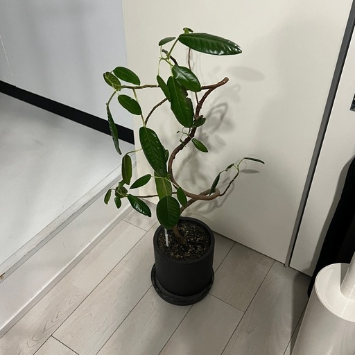 観葉植物 曲がりフランスゴムの木 鉢、水分計つき 観葉植物 フランスゴムの
