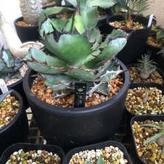 アガベ　ブラックアンドブルー　ダンディMチャンネル　大株