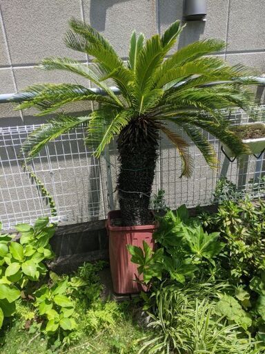 ソテツ