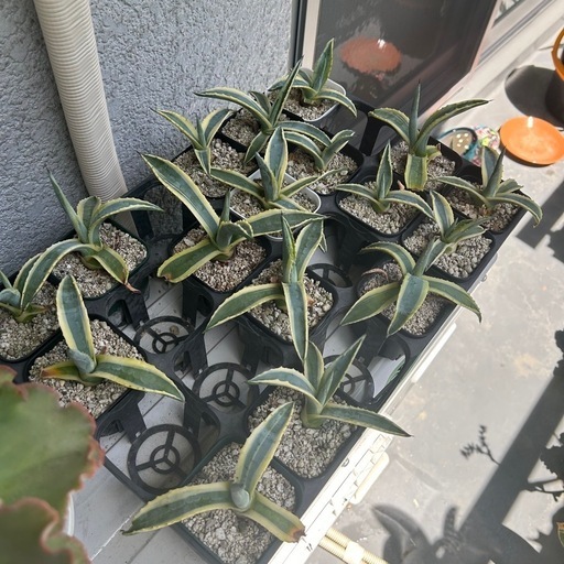 アガベ　17株