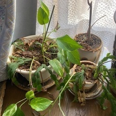 決まりました★ 観葉植物、引き取ってください。