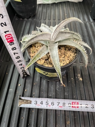 Dyckia 