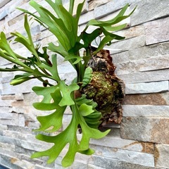 P.ridleyi _リドレイ　ワイルド ◆ ビカクシダ