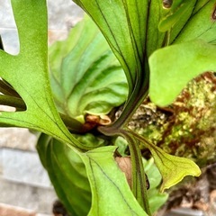 P.ridleyi _リドレイ　ワイルド ◆ ビカクシダ