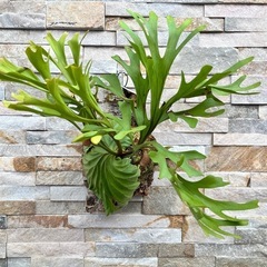 P.ridleyi _リドレイ　ワイルド ◆ ビカクシダ