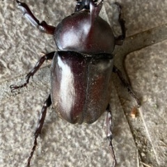 カブトムシ大　天然(2)値下げ　放生 カブトムシ大 天然(2)値下げ 放生