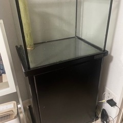 マーフィード 60センチワイド 水槽