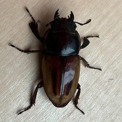 バヤニーノコギリクワガタ　ペア(希望者にはA\'♂お付けします) 