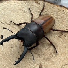 バヤニーノコギリクワガタ　ペア(希望者にはA\'♂お付けします) 
