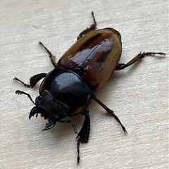 バヤニーノコギリクワガタ　ペア(希望者にはA\'♂お付けします) 