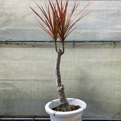 超特大サイズ コンシンネ 値下げしました