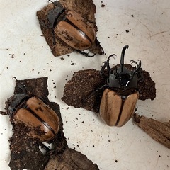 ゴホンヅノカブトムシ　タイ産　オスx1・メスx2セット