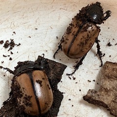 ゴホンヅノカブトムシ　タイ産　オスx1・メスx2セット