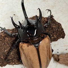 ゴホンヅノカブトムシ　タイ産　オスx1・メスx2セット