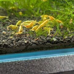 ゴールドギャラクシーシュリンプ爆殖セット