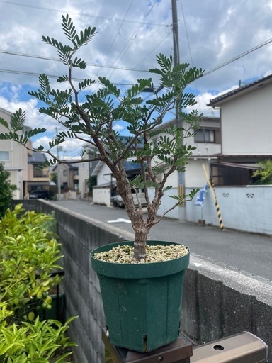 センナメリディオリス　灌木　マメ科　\n発根済み