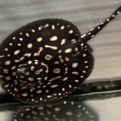 純血サンフェリックス産ダイヤモンドポルカ